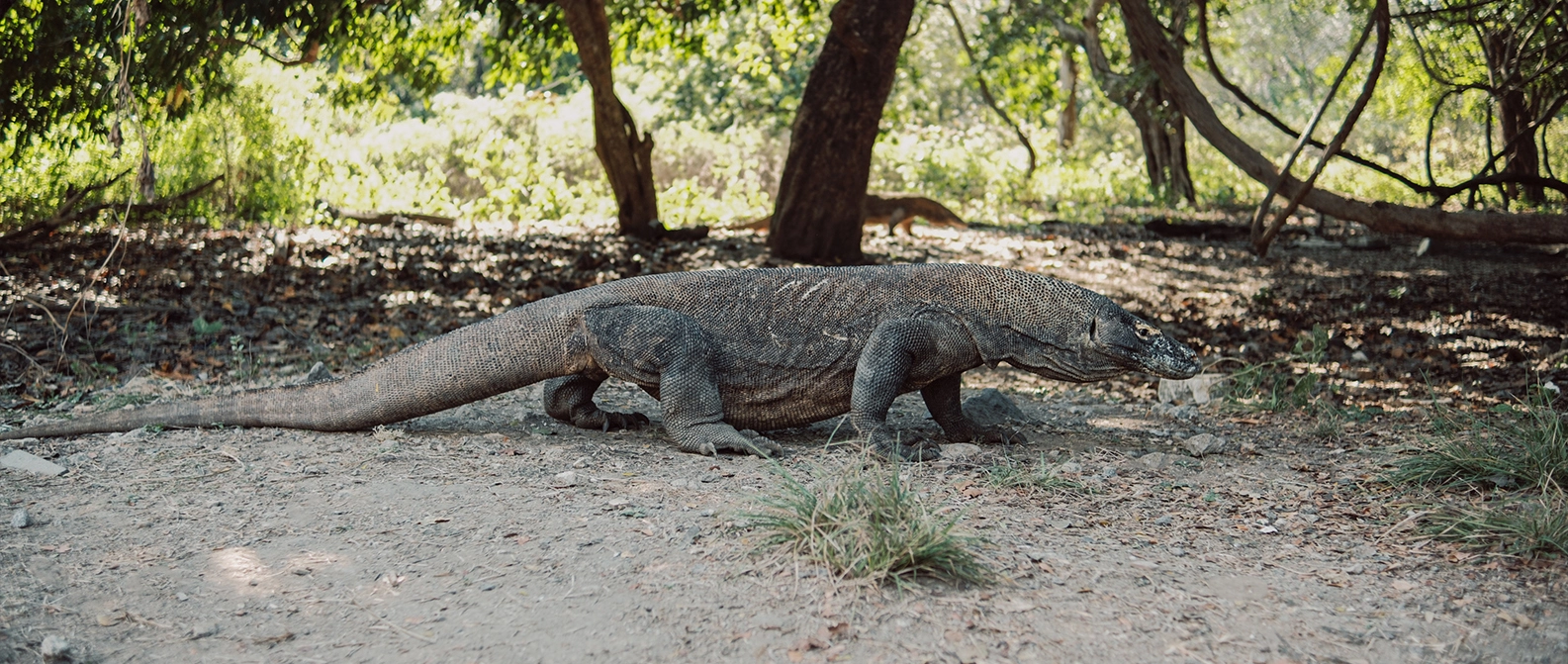 Wild Komodo dragon in Komodo National Park, Indonesia
